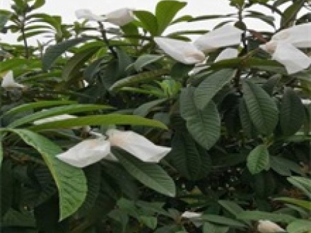 c8d3e4398a482b7688e8b49e24c7c236_5_386_1902764_800_600 c8d3e4398a482b7688e8b49e24c7c236_5_386_1902764_800_600