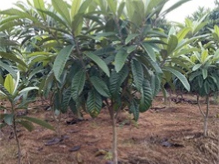 8fbbbed1c0f6401376495a1e7a930693_1589268253006024600-0 8fbbbed1c0f6401376495a1e7a930693_1589268253006024600-0