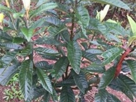 d4ba0492a498b76c30fa6f398ee71b97_t012db8c4e9d4202769 d4ba0492a498b76c30fa6f398ee71b97_t012db8c4e9d4202769