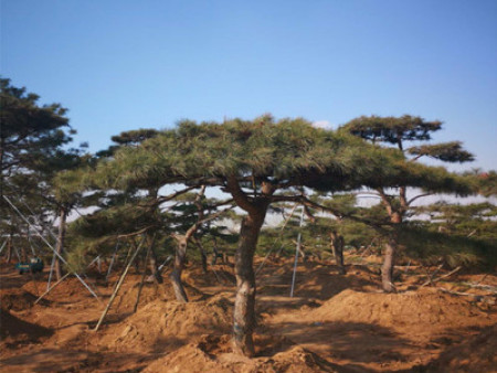 大型古松