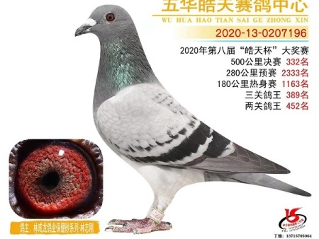 五华皓天赛鸽中心 林成龙鸽业保健砂系列-林志刚 2020-13-0207196 五华皓天赛鸽中心 林成龙鸽业保健砂系列-林志刚 2020-13-0207196