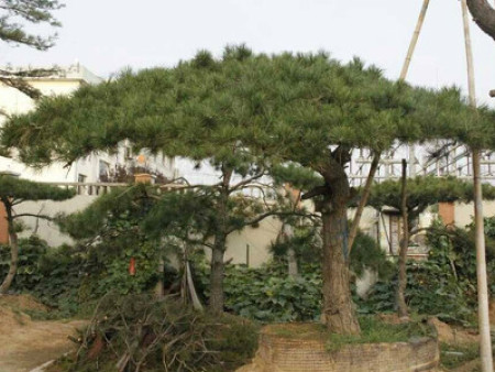 造型松