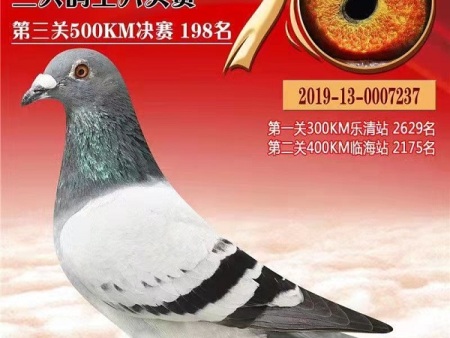 首届中国信鸽公棚鸽王排名赛 2019福建省海峡赛鸽公棚第十一届 林成龙鸽业保健砂系列 林志刚 2019-13-0007237 首届中国信鸽公棚鸽王排名赛 2019福建省海峡赛鸽公棚第十一届 林成龙鸽业保健砂系列 林志刚 2019-13-0007237