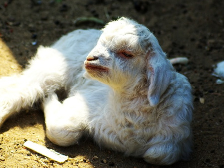 辽宁绒山羊母羔的培育