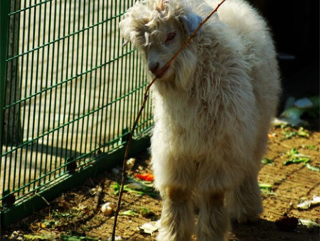盖州绒山羊养殖基地-提供绒山羊种羊的合理饲养、合理管理办法