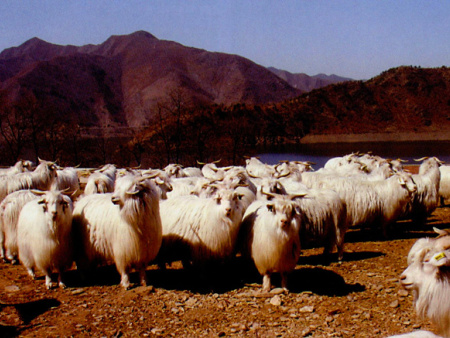 盖州绒山羊放牧饲养管理