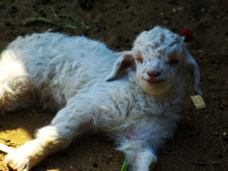 绒山羊良种公羔、良种母羔当年育成出栏的技术