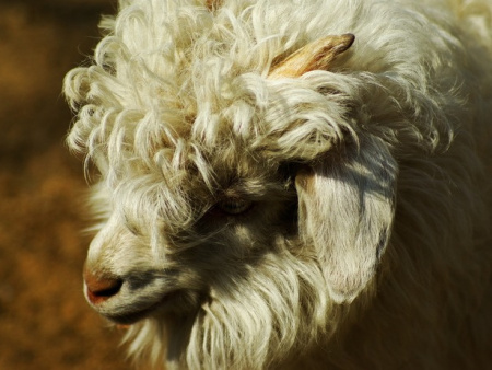 盖州绒山羊养殖基地-辽宁绒山羊哪家品种好