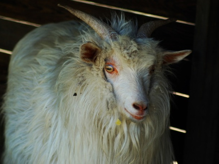 盖州绒山羊市场价格-盖州绒山羊养殖基地出售划算的辽宁绒山羊