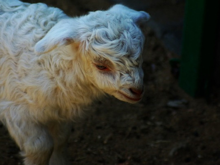 盖州绒山羊养殖基地供应实惠的辽宁绒山羊-绒山羊多少钱