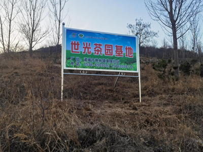 诸城市世光茶叶专业合作社-北方绿茶_诸城茶叶_桃林茶_诸城绿茶_诸城红茶