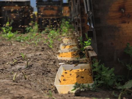 风采 | 陕西汉中蜂花粉成了特色扶贫产业
