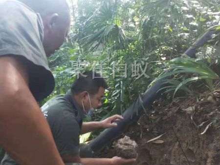 园林树木白蚁防治 (14)