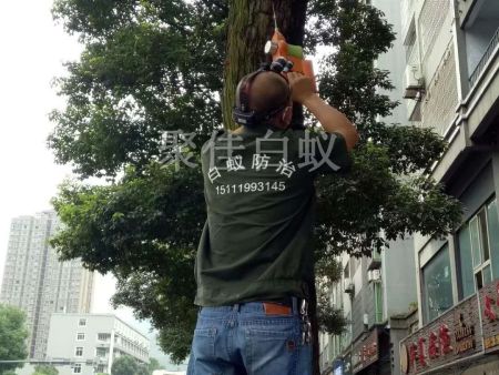 园林树木白蚁防治 (11)