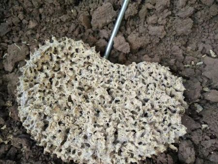 园林树木白蚁防治 (7)