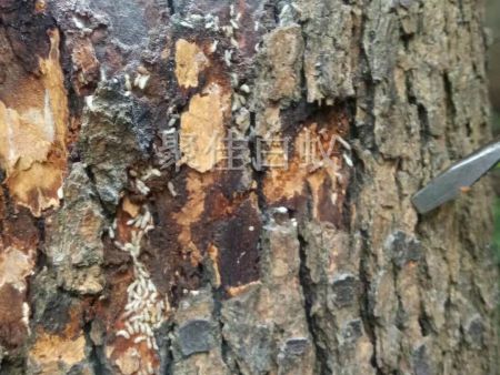 园林树木白蚁防治 (6)