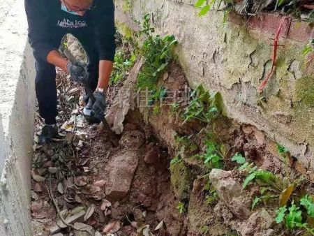 房屋装修预防白蚁 (9)