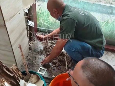 仓库物资白蚁治理