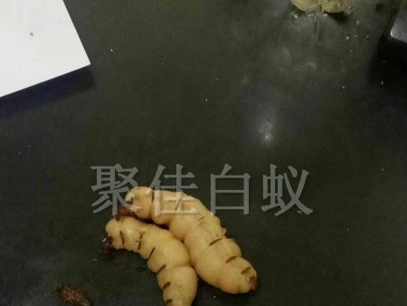 白蚁挖巢治理 (15)