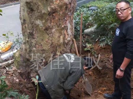 白蚁挖巢治理 (6)