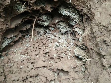 园林树木白蚁防治 (8)