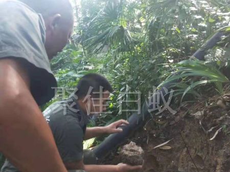 白蚁挖巢治理 (11)