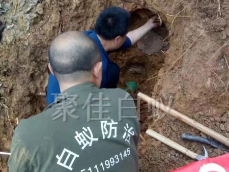 白蚁挖巢治理 (3)