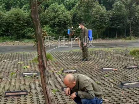 园林树木白蚁防治 (15)