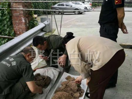 白蚁挖巢治理 (24)