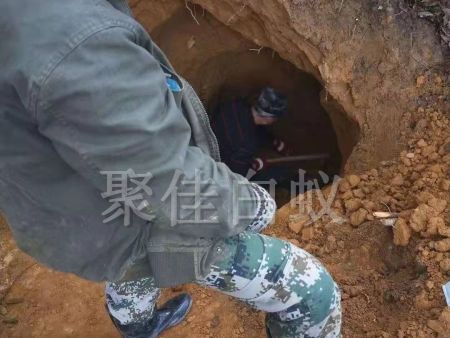 白蚁挖巢治理 (5)