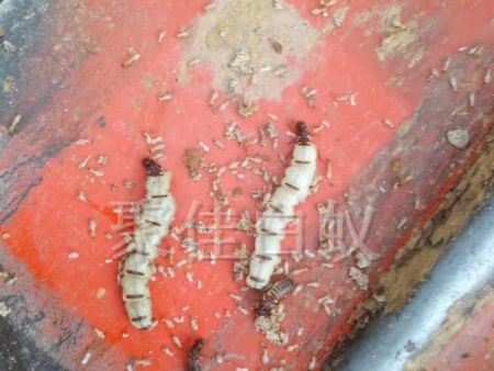 白蚁挖巢治理 (1)