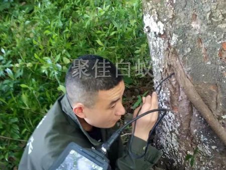 园林树木白蚁防治 (17)
