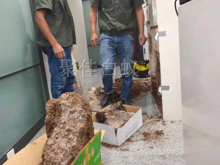 仓库物资白蚁治理