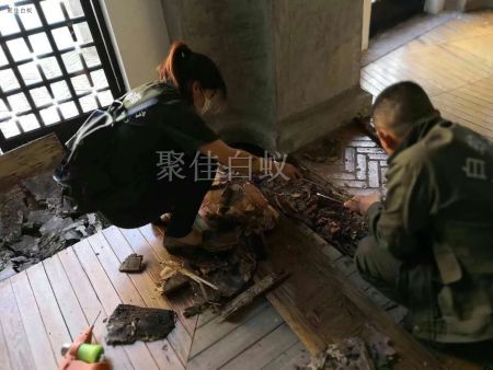 仓库物资白蚁治理