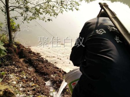 水库堤坝白蚁防治 (2)