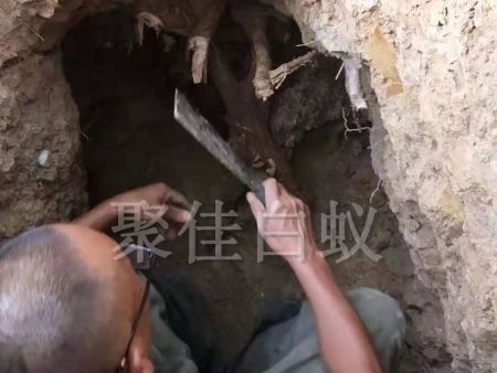 白蚁挖巢治理 (2)