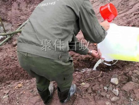 水库堤坝白蚁防治 (7)