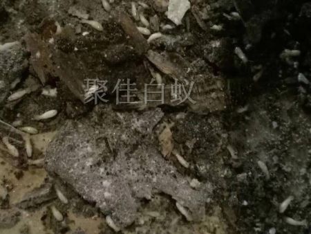 仓库物资白蚁治理