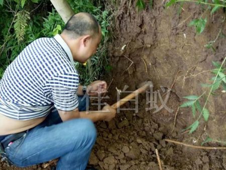 白蚁挖巢治理 (13)