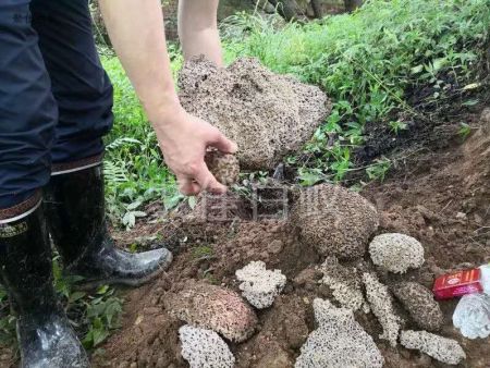 白蚁挖巢治理 (16)