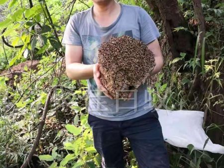 白蚁挖巢治理 (7)