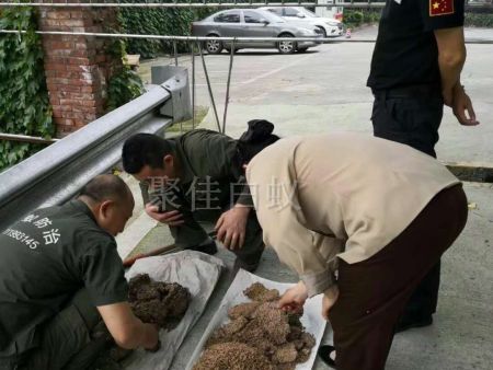 重庆家居灭白蚁 (1) 重庆家居灭白蚁 (1)