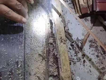 重庆家居灭白蚁 (15) 重庆家居灭白蚁 (15)