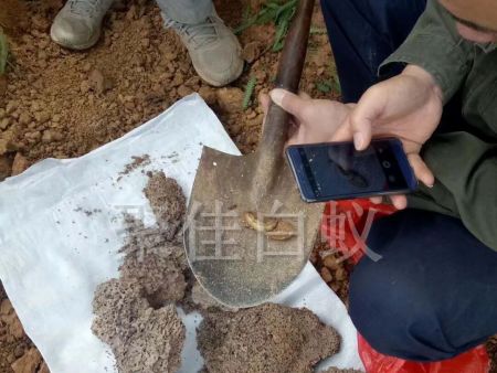 白蚁挖巢治理 (14)