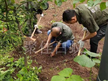 白蚁挖巢治理 (9)