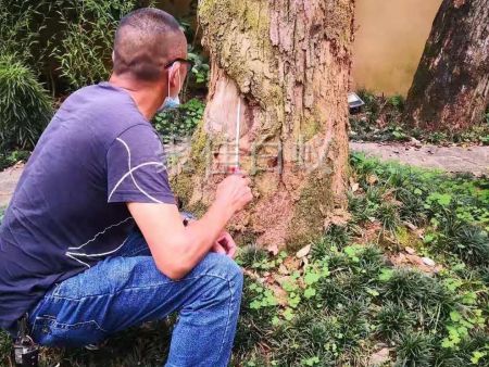 园林树木白蚁防治 (16)