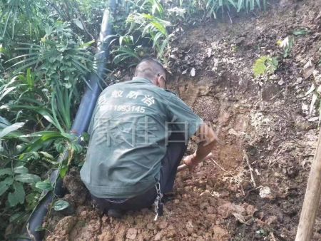 白蚁挖巢治理 (4)