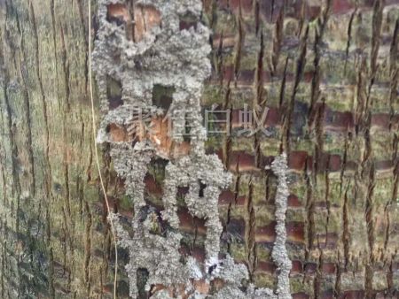 园林树木白蚁防治 (1)