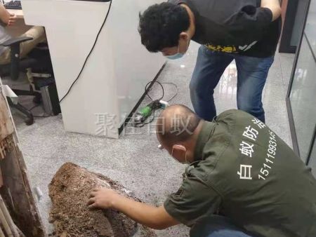 重庆家居灭白蚁 (18) 重庆家居灭白蚁 (18)