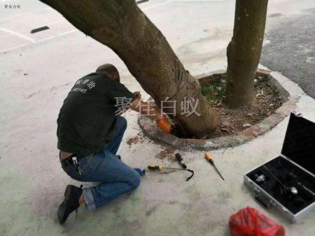 园林树木白蚁防治 (12)